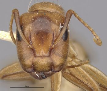 Media type: image;   Entomology 21585 Aspect: head frontal view